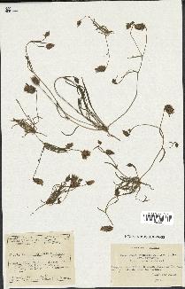 spécimen de Catananche arenaria