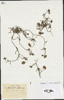 spécimen de Catananche arenaria