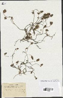spécimen de Catananche arenaria