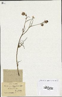 spécimen de Catananche arenaria