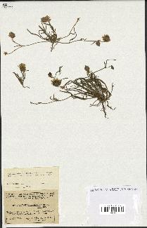 spécimen de Catananche arenaria