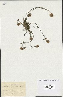 spécimen de Catananche arenaria
