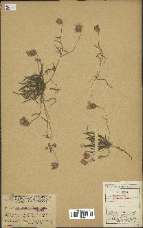 spécimen de Catananche arenaria