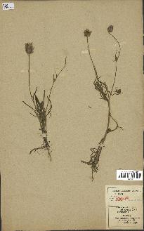 spécimen de Catananche arenaria