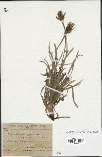 spécimen de Scorzonera pygmaea