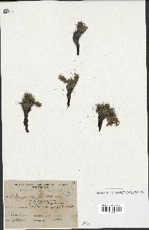 spécimen de Scorzonera pygmaea