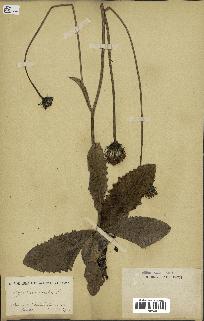 spécimen de Hypochaeris maculata