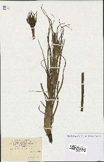 spécimen de Tragopogon porrifolius