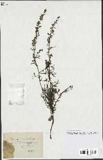 spécimen de Artemisia campestris