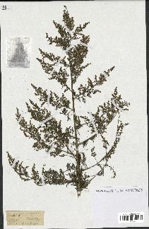 spécimen de Artemisia annua