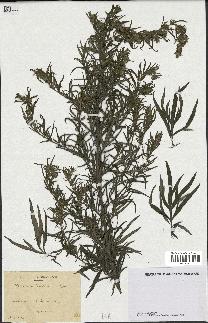 spécimen de Artemisia verlotiorum