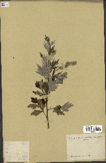 spécimen de Artemisia vulgaris