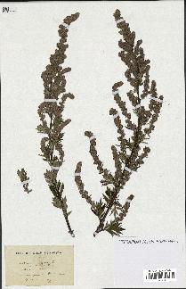 spécimen de Artemisia vulgaris