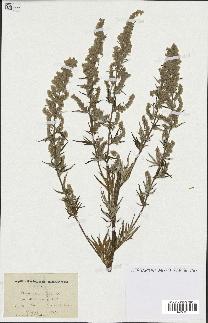 spécimen de Artemisia vulgaris