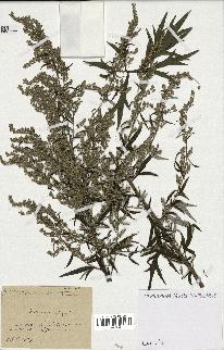 spécimen de Artemisia vulgaris