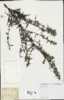 spécimen de Artemisia sp.