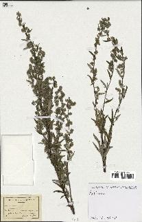 spécimen de Artemisia sp.