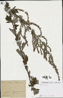 spécimen de Artemisia sp.