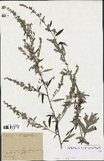 spécimen de Artemisia sp.