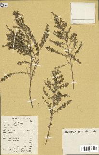 spécimen de Artemisia herba-alba