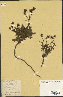 spécimen de Andryala canariensis