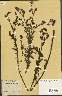 spécimen de Andryala canariensis