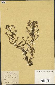 spécimen de Andryala laxiflora