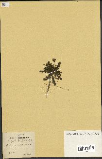 spécimen de Andryala laxiflora