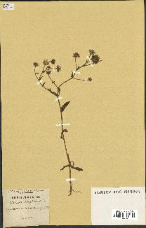 spécimen de Andryala laxiflora