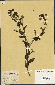 spécimen de Andryala laxiflora