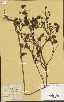 spécimen de Andryala laxiflora