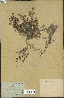 spécimen de Artemisia arborescens