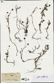 spécimen de Cotula coronopifolia