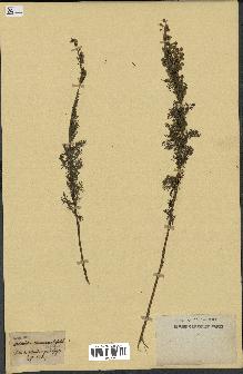 spécimen de Artemisia chamaemelifolia