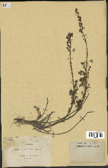 spécimen de Artemisia chamaemelifolia