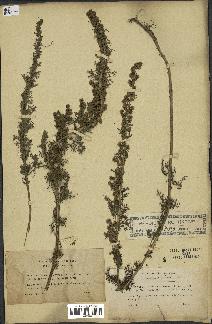 spécimen de Artemisia chamaemelifolia