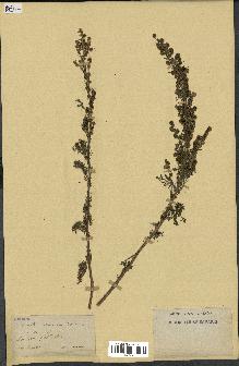 spécimen de Artemisia chamaemelifolia