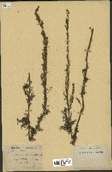 spécimen de Artemisia chamaemelifolia