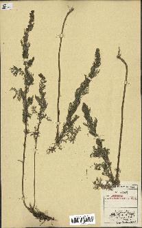 spécimen de Artemisia chamaemelifolia