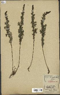 spécimen de Artemisia chamaemelifolia