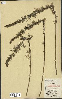 spécimen de Artemisia chamaemelifolia