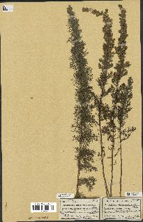 spécimen de Artemisia chamaemelifolia