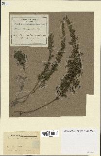 spécimen de Artemisia chamaemelifolia