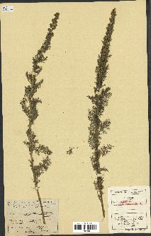 spécimen de Artemisia chamaemelifolia