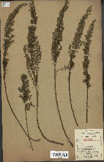 spécimen de Artemisia chamaemelifolia