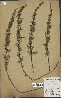 spécimen de Artemisia chamaemelifolia