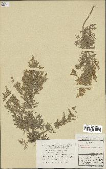 spécimen de Artemisia canariensis