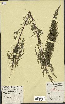 spécimen de Artemisia campestris