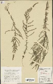 spécimen de Artemisia campestris