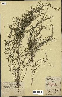 spécimen de Artemisia campestris